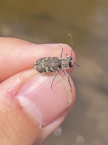Bronzed Tiger Beetle