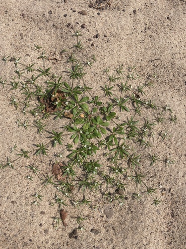 green carpetweed