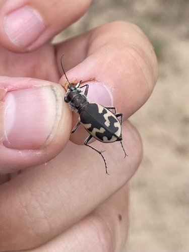 Eastern Sand Tiger Beetle