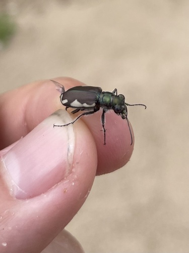 LeConte's Tiger Beetle