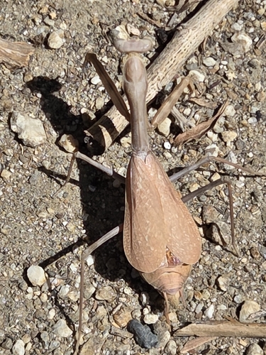 iNaturalist observation photo of Arizona Mantis