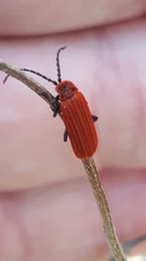 Lopheros rubens