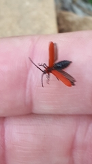 Lopheros rubens