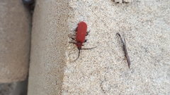 Lopheros rubens
