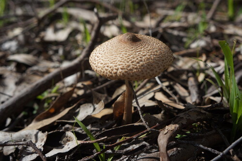Graceful Parasol