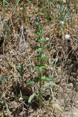 Salvia viridis