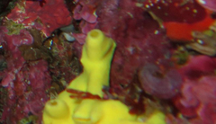 Leucetta chagosensis