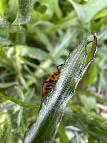 Horehound Bug