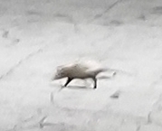 Didelphis virginiana