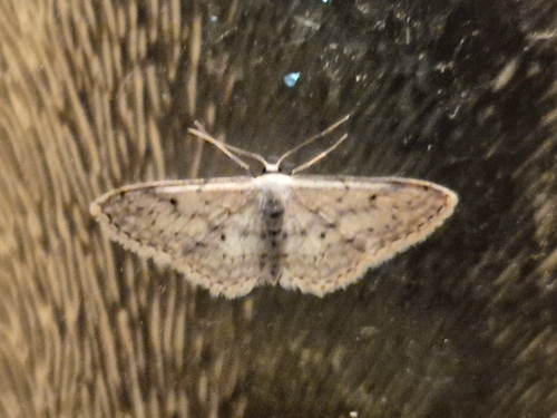 Small Dusty Wave