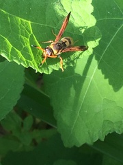 Ancistrocerus lineativentris