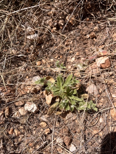 Thicksepal Cryptantha