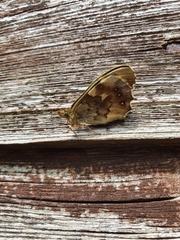 Pararge aegeria