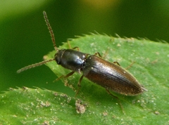 Agriotes acuminatus
