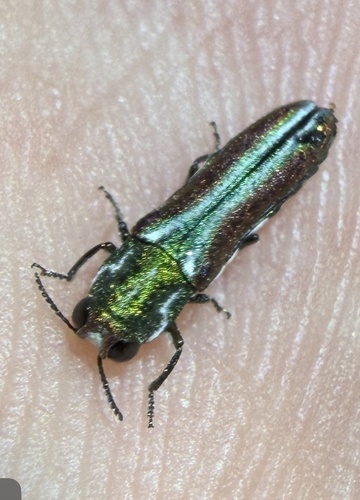 Beautiful Fleabane Root-borer