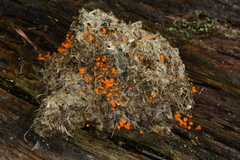 Cheilymenia raripila