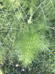 Foeniculum vulgare