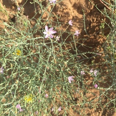 Stephanomeria