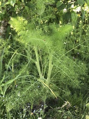 Foeniculum vulgare