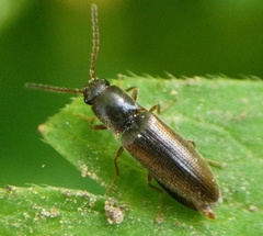 Agriotes acuminatus