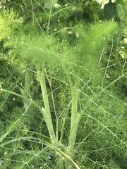 Foeniculum vulgare