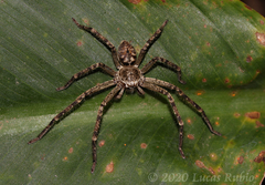 Polybetes rapidus
