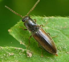 Agriotes acuminatus