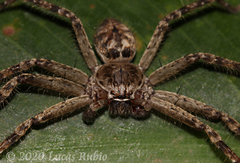 Polybetes rapidus