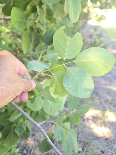 Fraxinus albicans, photograph 2