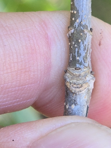 Fraxinus albicans, photograph 3