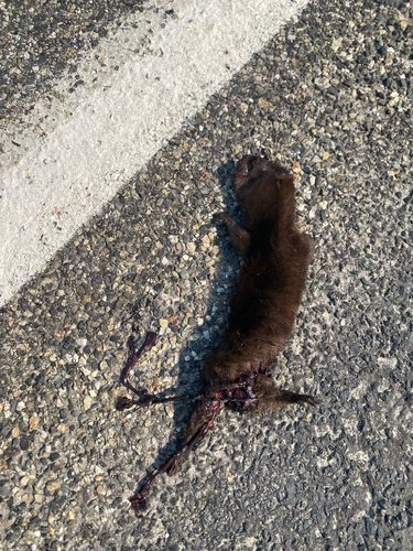 American Mink