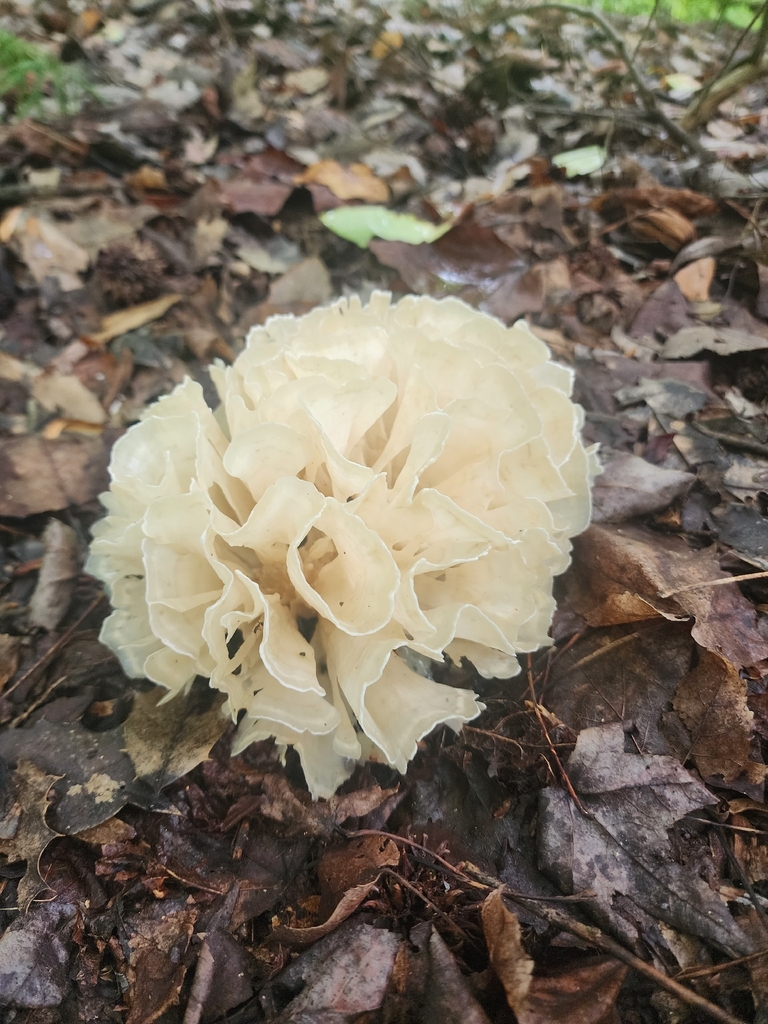 Eastern cauliflower mushroom · August 2026 · photo: Photo: (c) Erin Collins, some rights reserved (CC BY) · iNaturalist