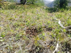 Cervus canadensis sibiricus