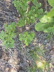 Fraxinus albicans, photograph author not stated, no rights reserved
