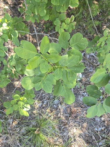 Fraxinus albicans, photograph 6
