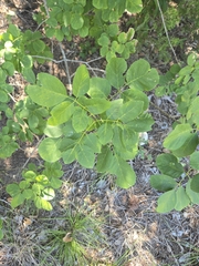 Fraxinus albicans, photograph author not stated, no rights reserved