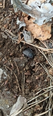 Silphidae
