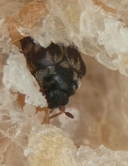 Anthrenocerus australis