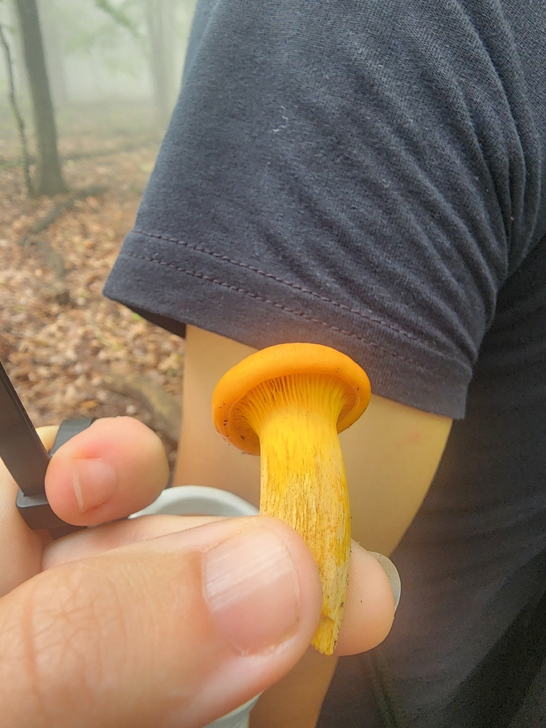 Eastern American jack-o'-lantern · August 2026 · photo: Photo: (c) Erin Collins, some rights reserved (CC BY) · iNaturalist
