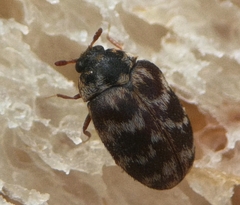 Anthrenocerus australis