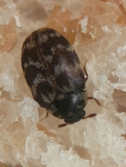 Anthrenocerus australis