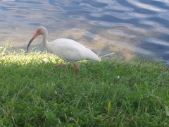 Eudocimus albus