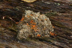 Cheilymenia raripila