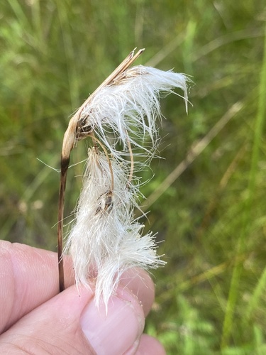 Eriophorum viridicarinatum observed 2026-08-18