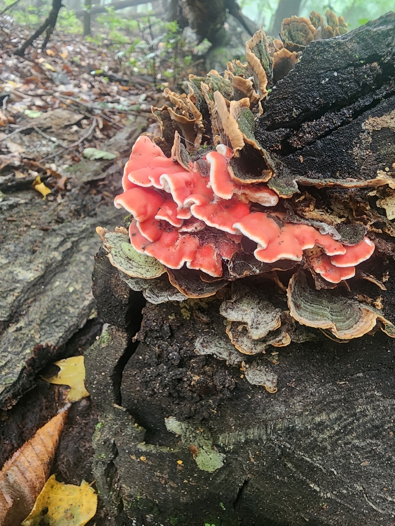 Coral-pink Merulius · August 2026 · photo: Photo: (c) Erin Collins, some rights reserved (CC BY) · iNaturalist