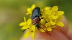 Heliotaurus ruficollis