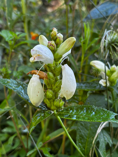 white turtlehead