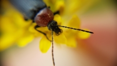 Heliotaurus ruficollis
