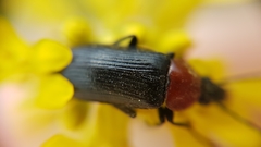 Heliotaurus ruficollis