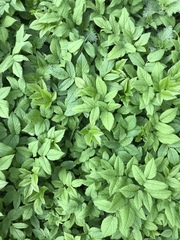 Aegopodium podagraria